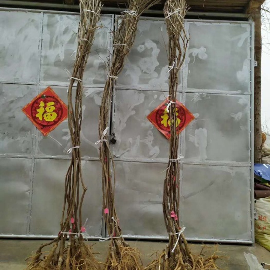 泰安丰花紫藤 1.5~2米 1~2公分
