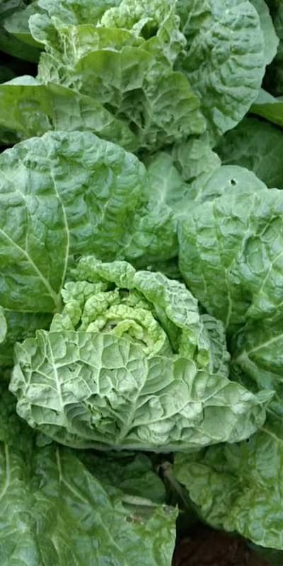 当阳市早熟5号白菜 1斤以下 净菜