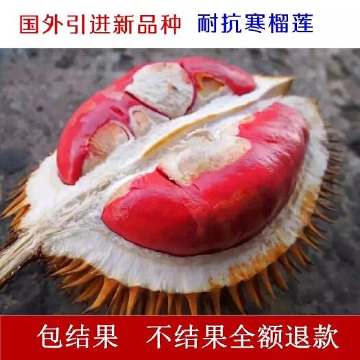 灵山县托曼尼榴莲苗