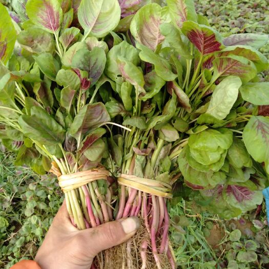 襄樊红苋菜 25-30cm 紫红