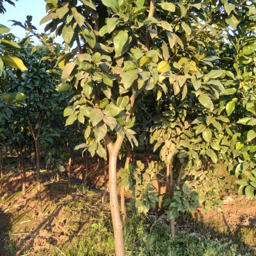 玉山县马家柚苗 马家柚