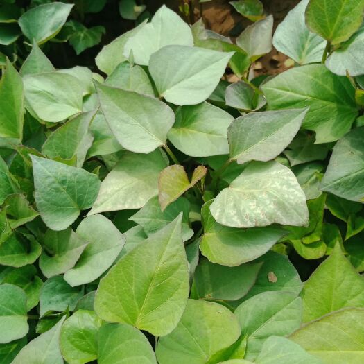 禹州市紫薯苗 15~25cm