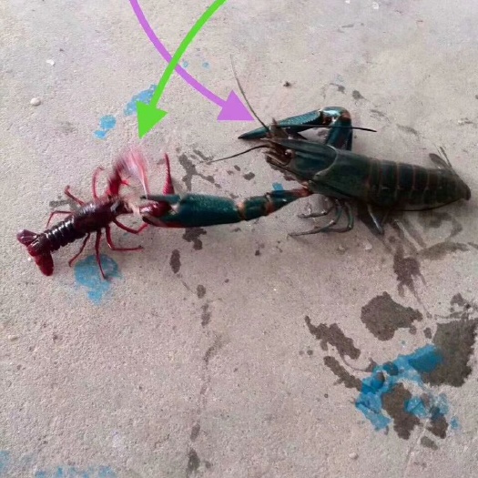 珠海澳洲淡水小龙虾苗