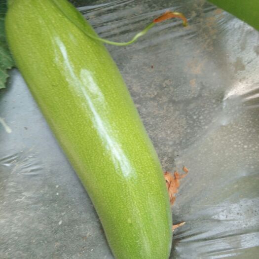 徐州瓠瓜
