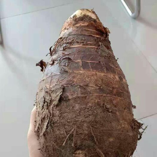 宾阳县槟榔芋 通货