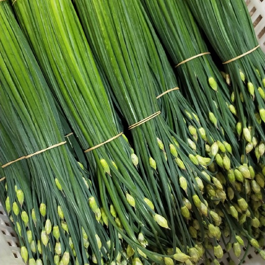 韭菜花 头茬 30~35cm