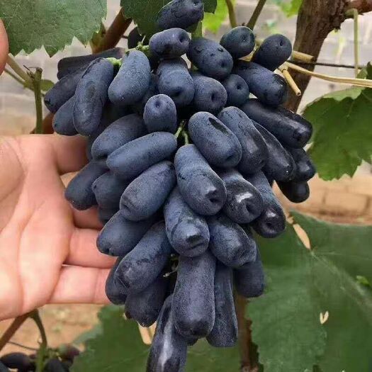 灵山县紫甜无核葡萄苗 带原土带怀发货…喜欢种植的朋友欢迎联系订购