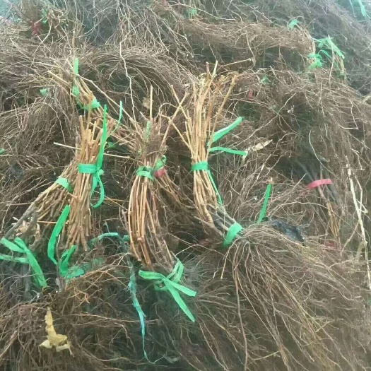 尚志市贝达葡萄树