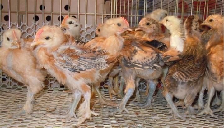 沭阳县土鸡苗  红瑶品种，出壳苗子5.5一只，脱温1斤左右的23一