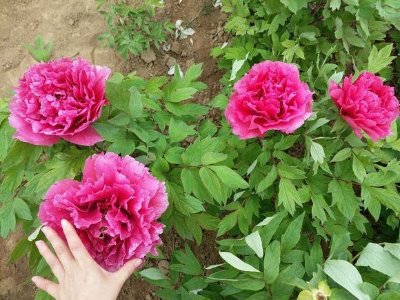 菏泽观赏牡丹 0.5米以下 18~20cm 4cm以下