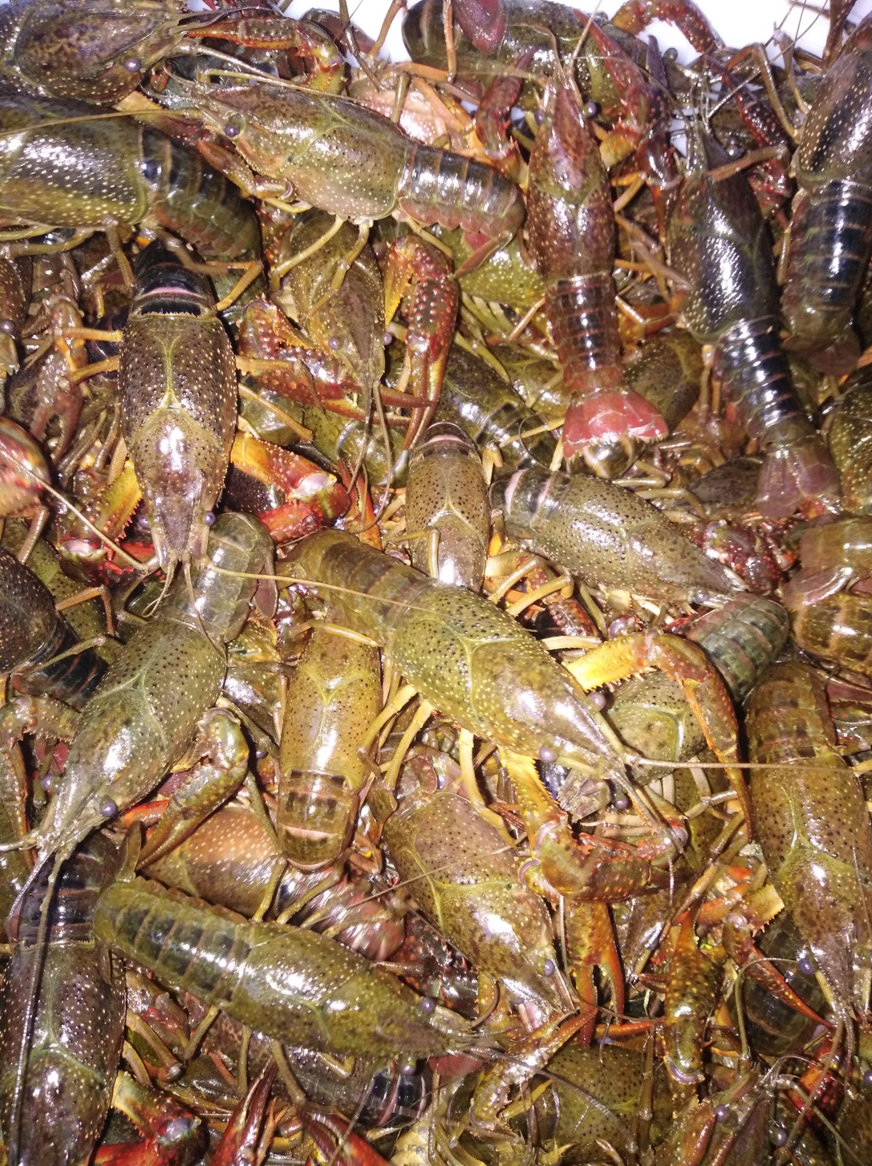 青壳小龙虾 4-6钱 稻田虾