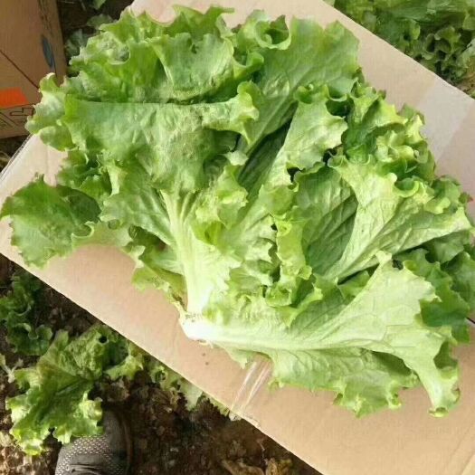 邯郸散叶生菜 7~8两