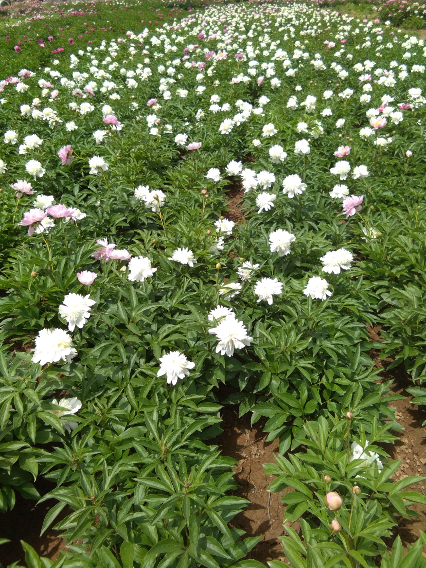 美丽芍药  观赏芍药，可以鲜切花，一手货源，重瓣芍药，保证品质