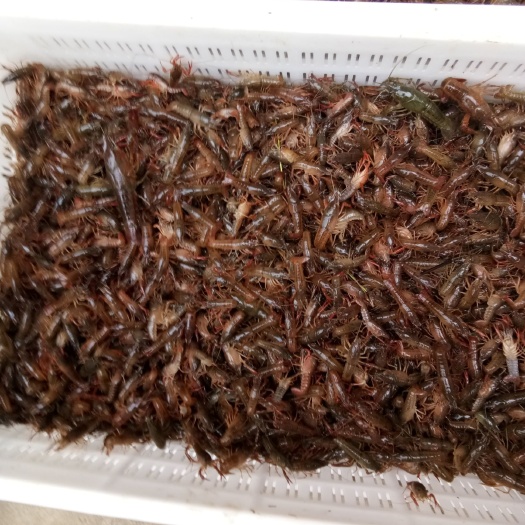 潜江市小龙虾苗 湖北省潜江市潜江市