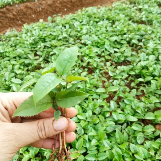桂花树苗 桂花芽苗
