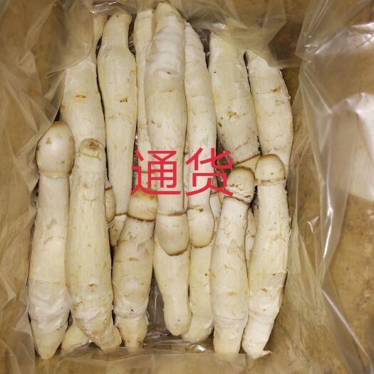 平阴县鸡腿菇 人工种植 鲜货