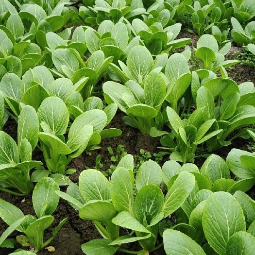 上海速生小白菜 15~20cm