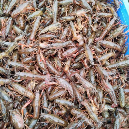 重庆市 纯塘口优质小龙虾虾苗，种虾，活力好，川渝地区免费配送