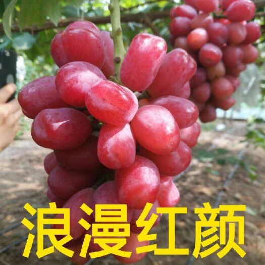 绥中县浪漫红颜葡萄苗