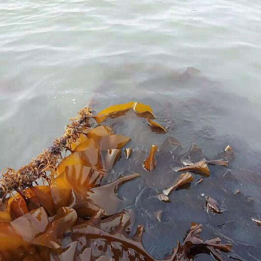 大连朝鲜海带