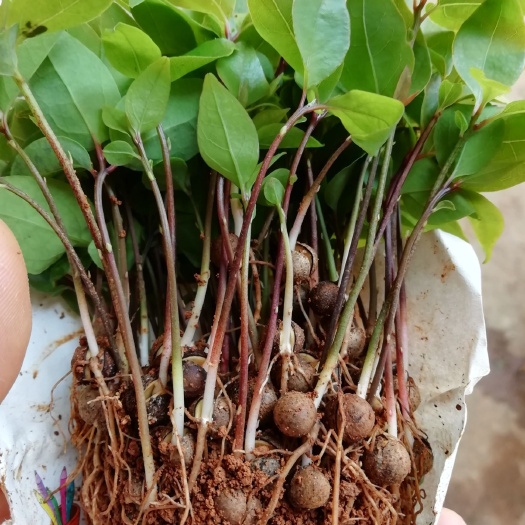 阳朔县樟树苗，香樟芽苗，香樟苗批发，香樟各规格小苗