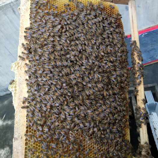 柳州百花蜜 塑料瓶装 2年以上 