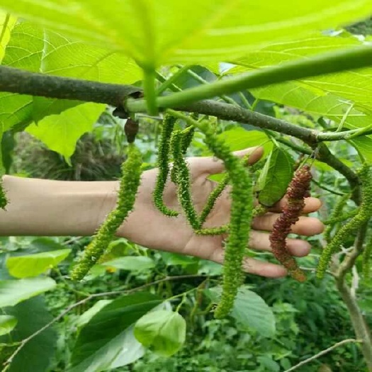 灵山县长果桑苗
