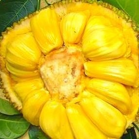 灵山县马来西亚一号菠萝蜜苗