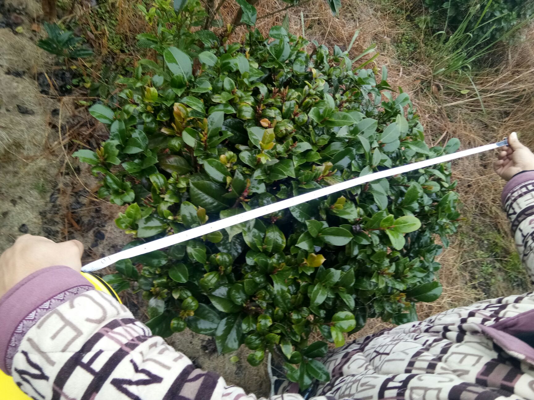 山茶花 30~50cm