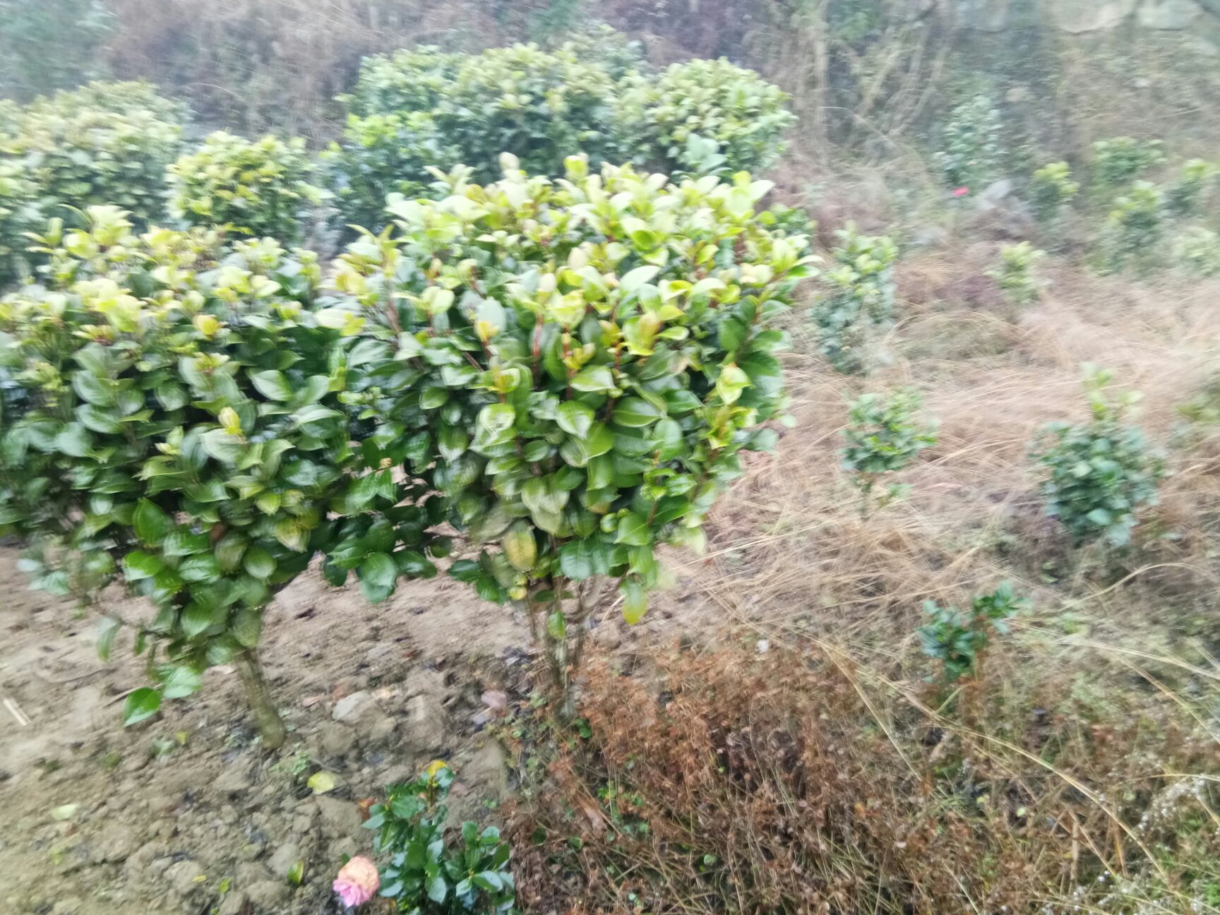 山茶花 30~50cm