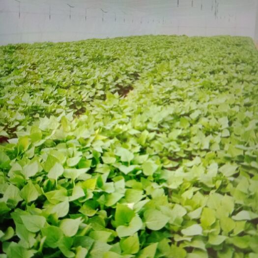 夏津县龙薯9号红薯苗 25~35cm