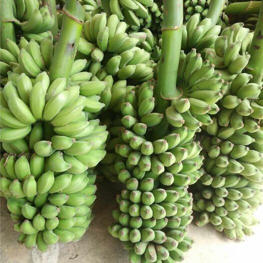 南宁小米蕉 八成熟