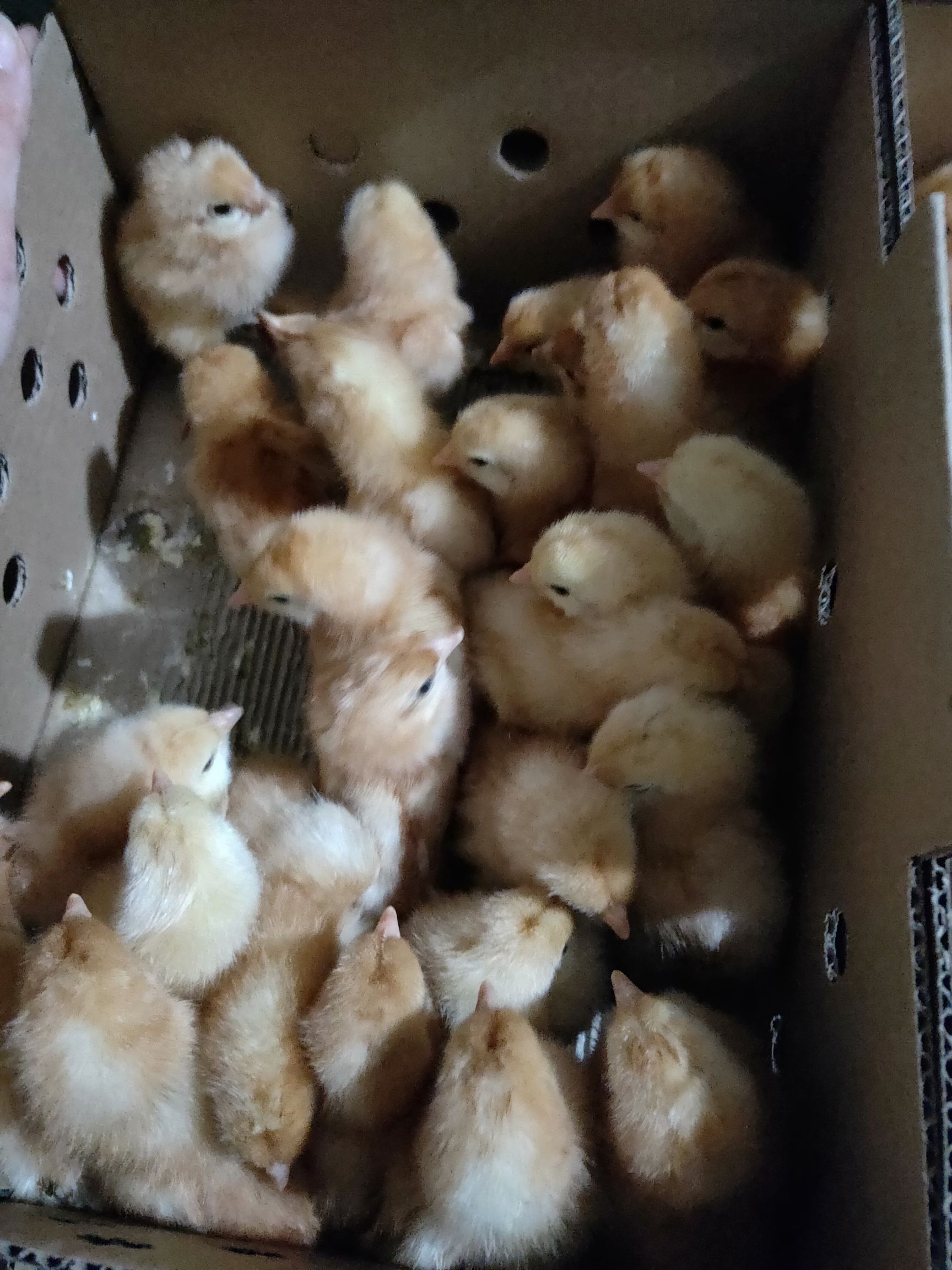 广州鸡苗孵化厂  海兰褐蛋鸡苗