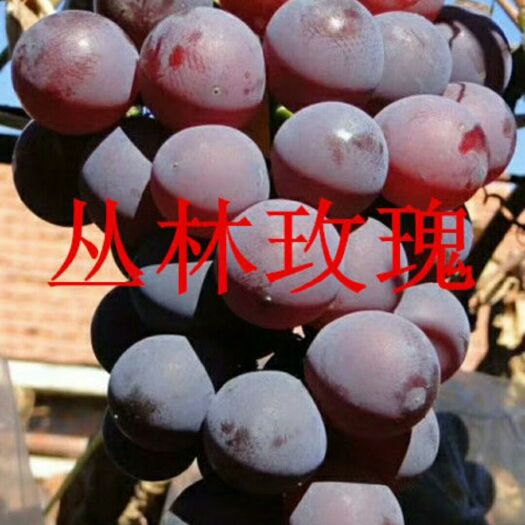 绥中县丛林玫瑰葡萄苗