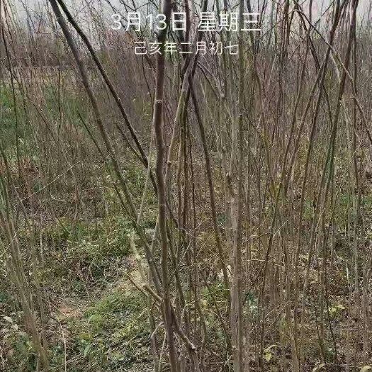 陇南杜仲苗