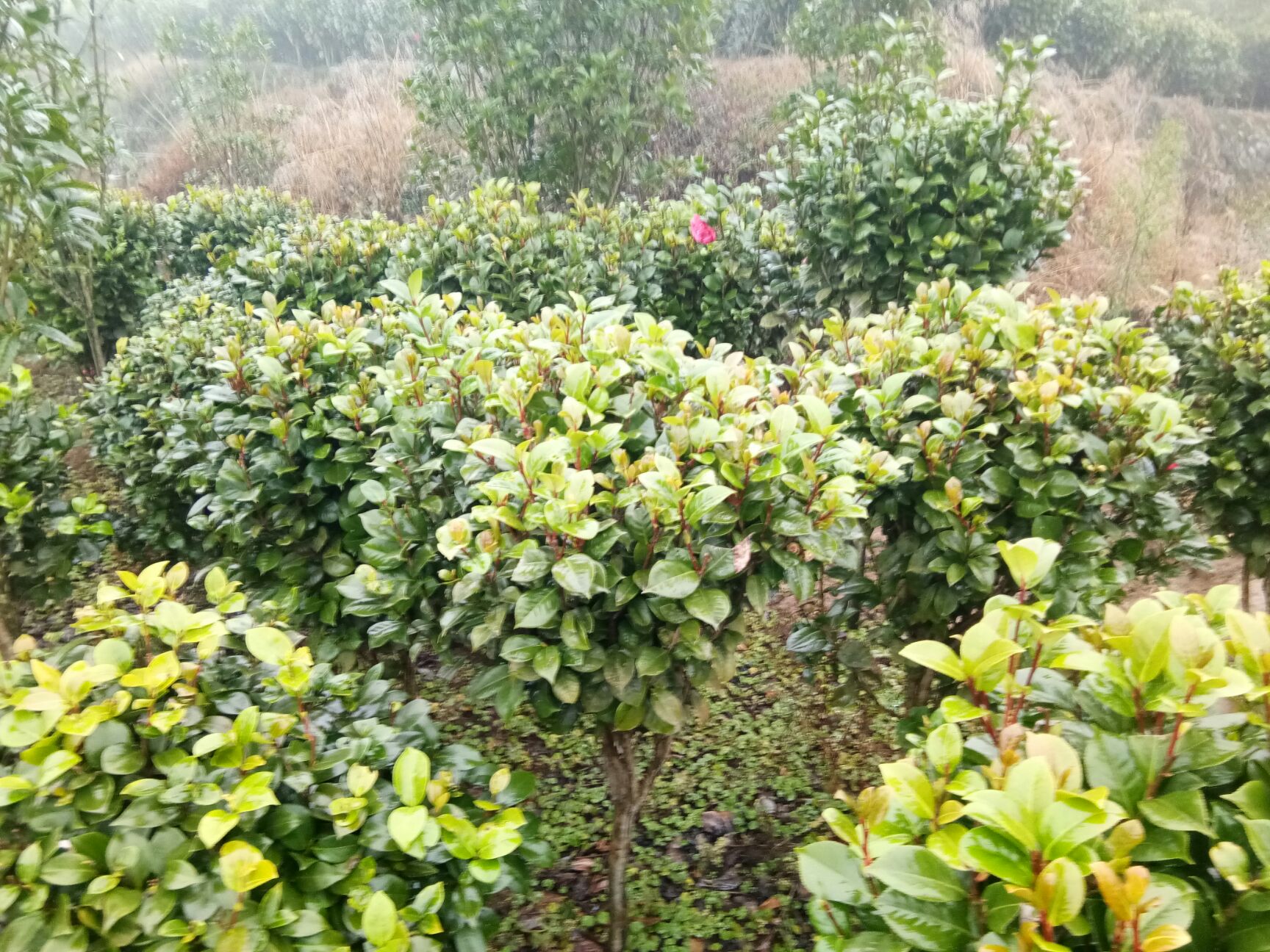 山茶花 30~50cm