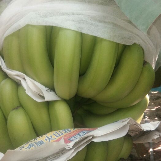 昌江巴西香蕉 七成熟 