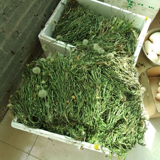 饶阳县蒲公英