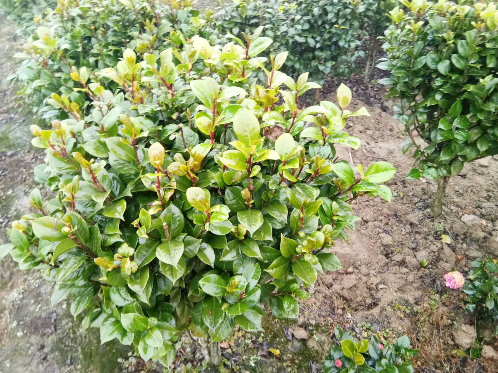 山茶花 30~50cm