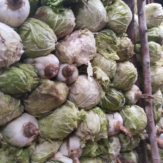 青杂三号白菜 3~6斤 毛菜