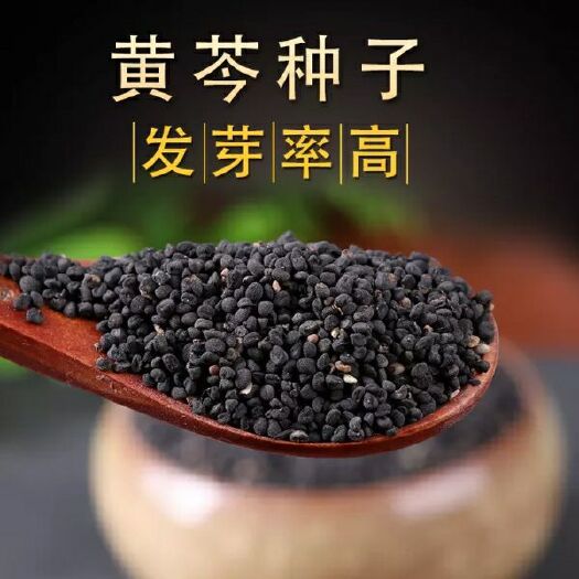 宕昌县黄芩种子 黄芩籽2022年新种子保发芽产地批发