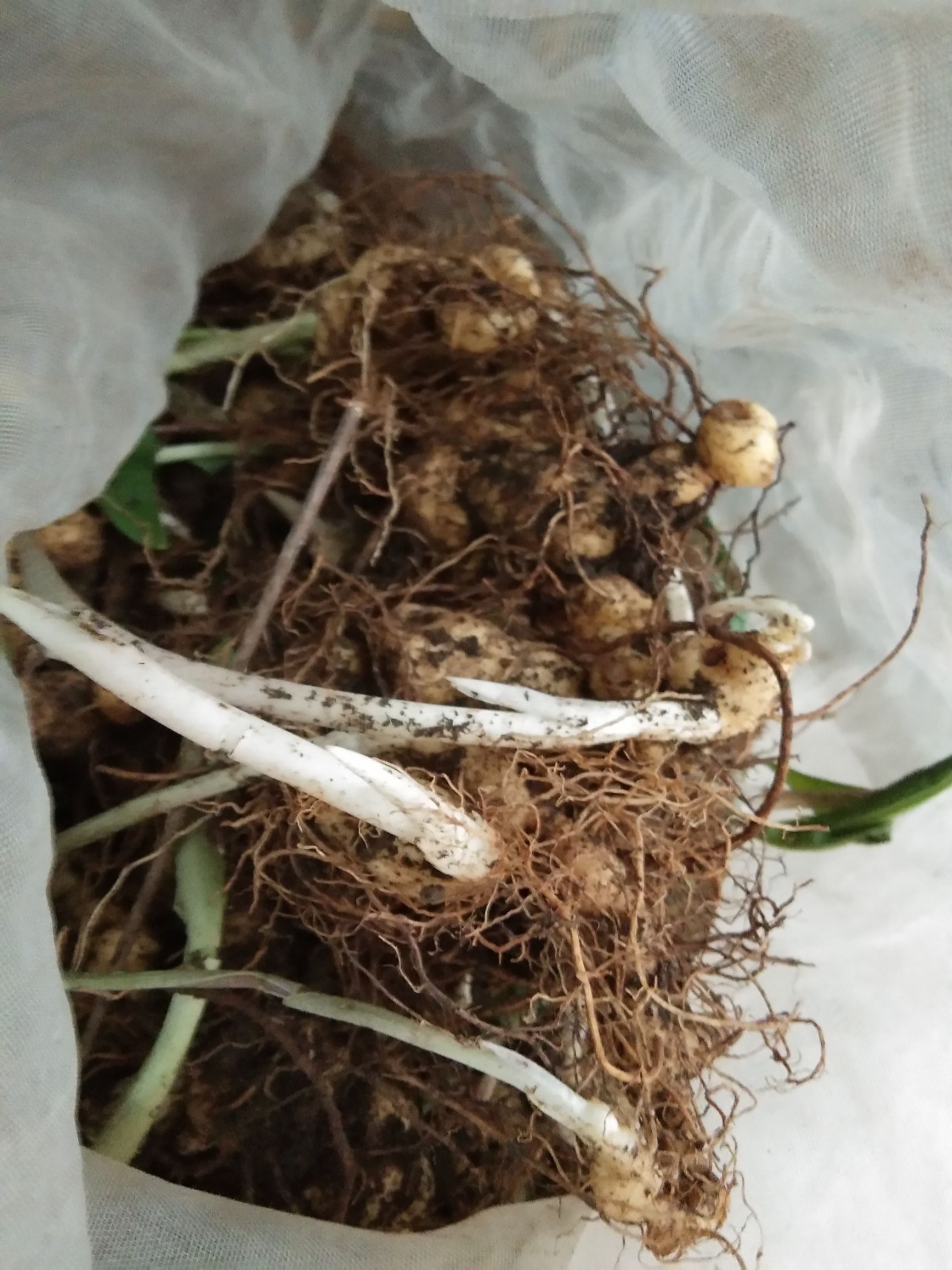 黄精种苗种植三四年可以买了