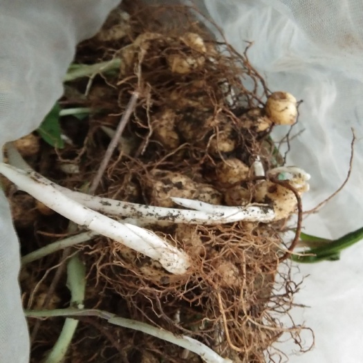 黄精种苗种植三四年可以买了