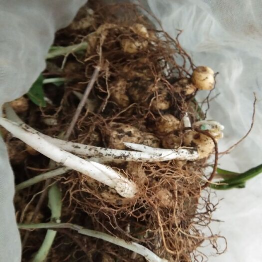 阳新县黄精种苗种植三四年可以买了