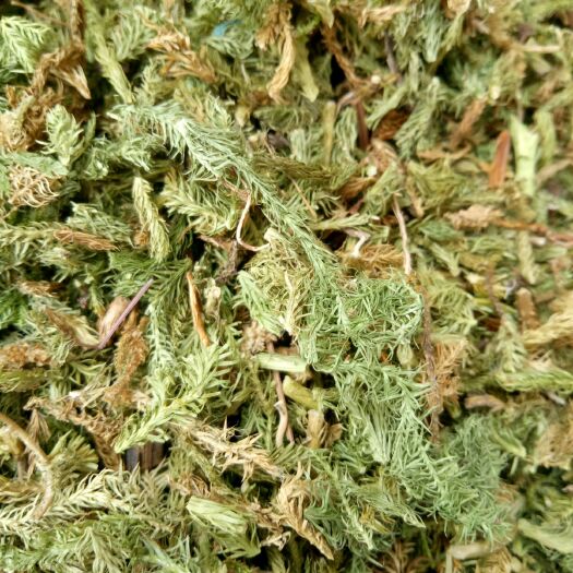 伸筋草 中药材伸筋草500克13包邮