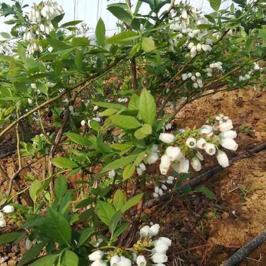 青岛奥尼尔蓝莓 12 - 14mm以上 鲜果