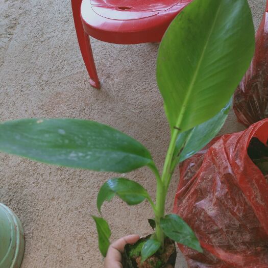 灵山县小米焦苗  粉蕉苗