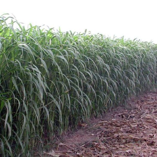 沭陽(yáng)縣甜高粱種子 多年生牧草種子牛羊豬兔雞鴨畜牧種籽四季