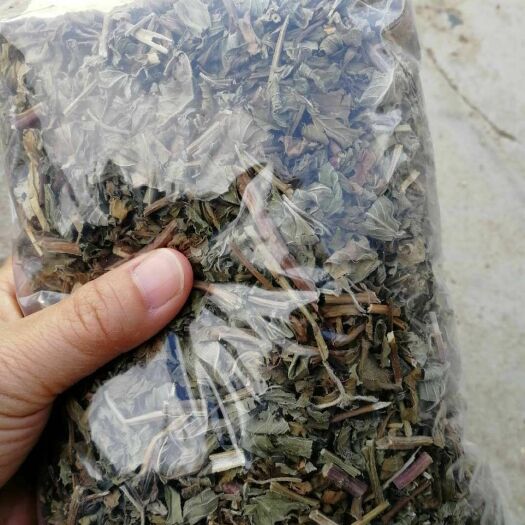 成都中药材薄荷 干