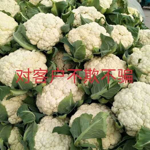 郯城县白花菜花 松散 混装通货
